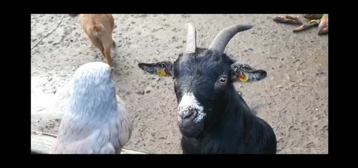 Daily life of animals