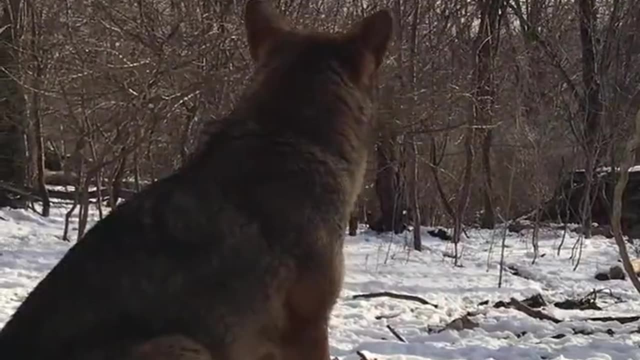 Beautiful #wolf Howling