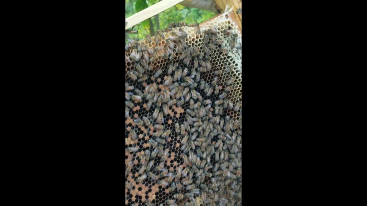 Moving bees to a new hive 7.14.24