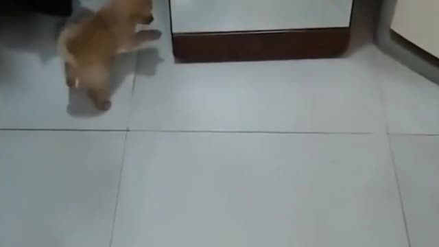 Dog Confused By Mirror