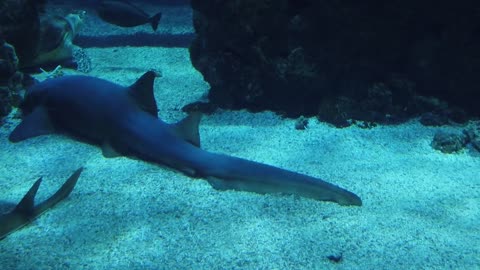 Ocean Aquarium Sharks Fish Monaco Museum