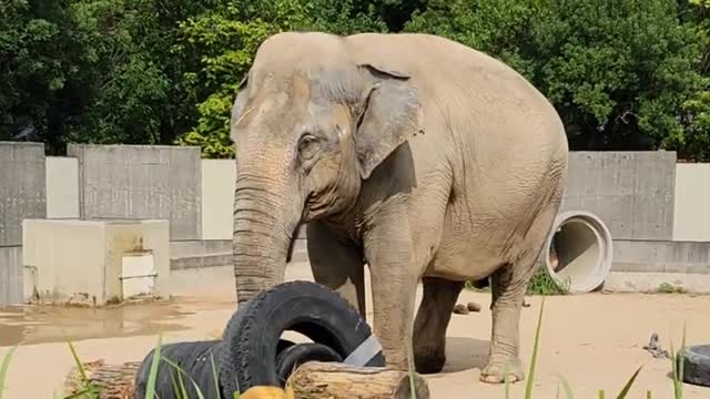 Elephants playing with logs at Ishikawa Zoo いしかわ動物園のゾウ【象】の丸太遊びから伝わる鼻の力🐘 #動物 #おもしろ