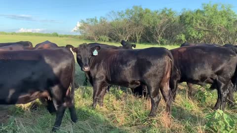 80- Winter calving one iron Angus heifers.