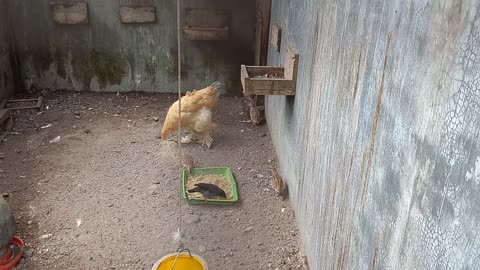 Brahma chicken