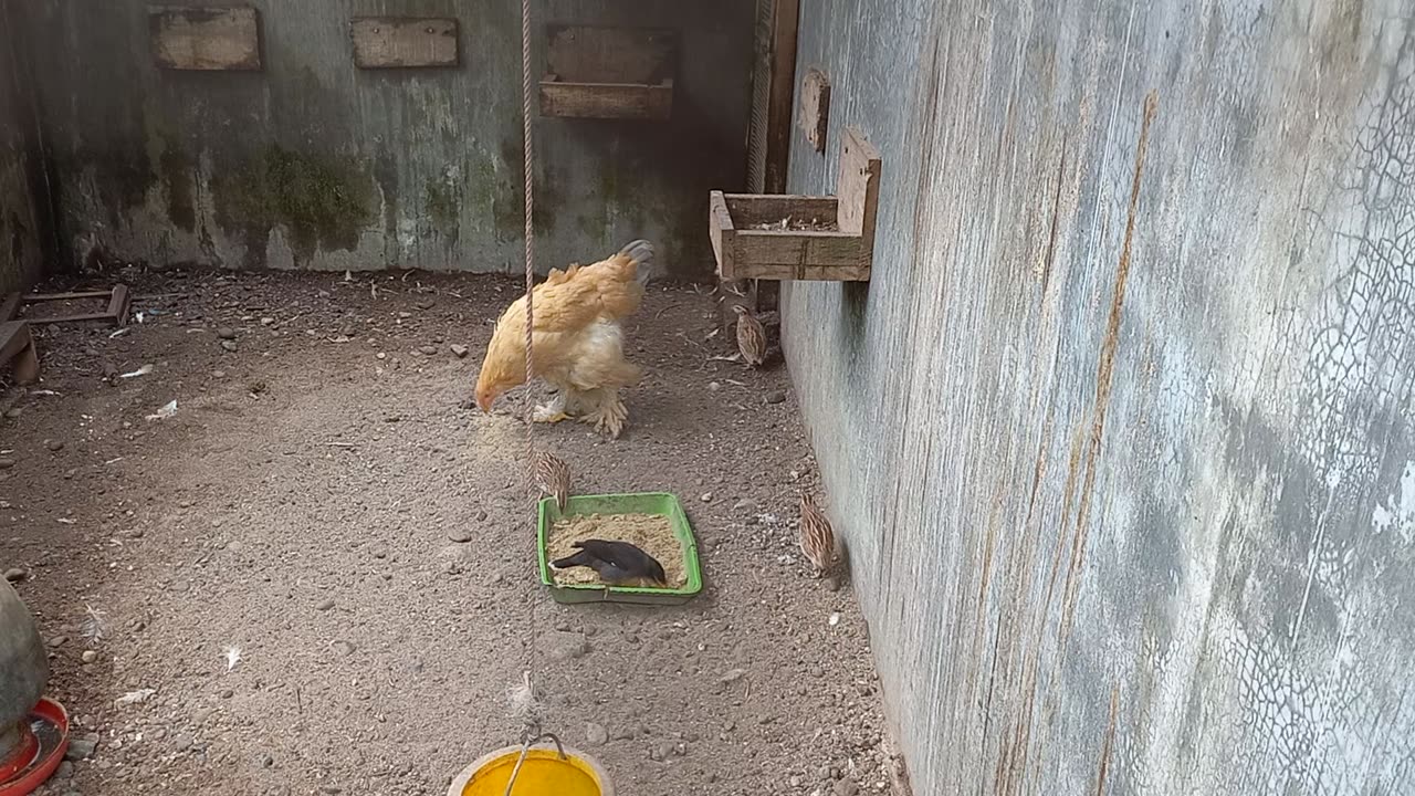 Brahma chicken