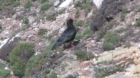 BTO Bird ID - Corvids - Crow, Rook, Raven