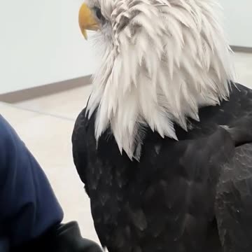 Why are they called "Bald" Eagles?