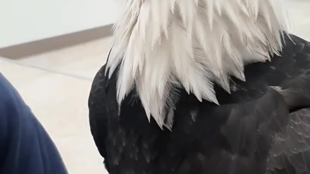 Why are they called "Bald" Eagles?