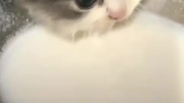 Soo cute cat baby