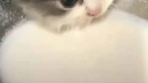 Soo cute cat baby