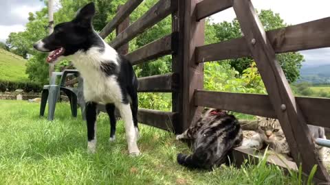 Dog Slaps Cat For No Reason