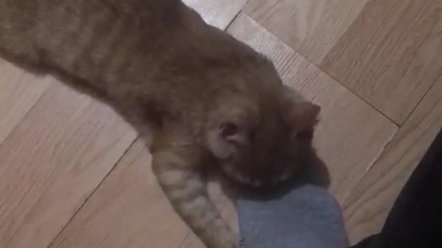 cat attack on man