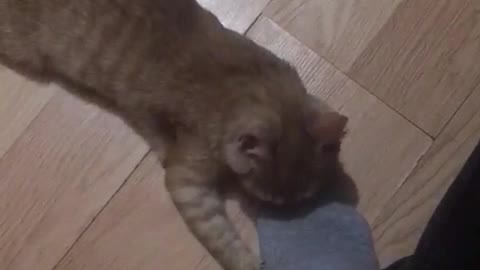 cat attack on man