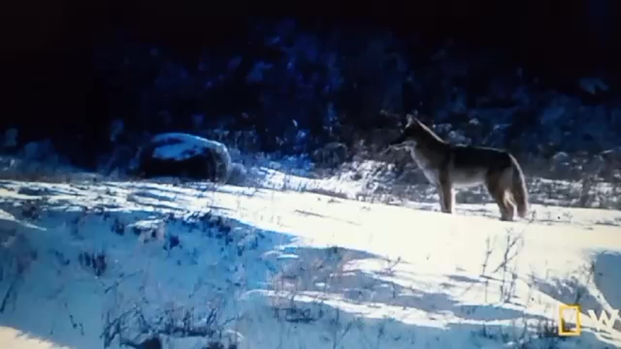 Wild animal