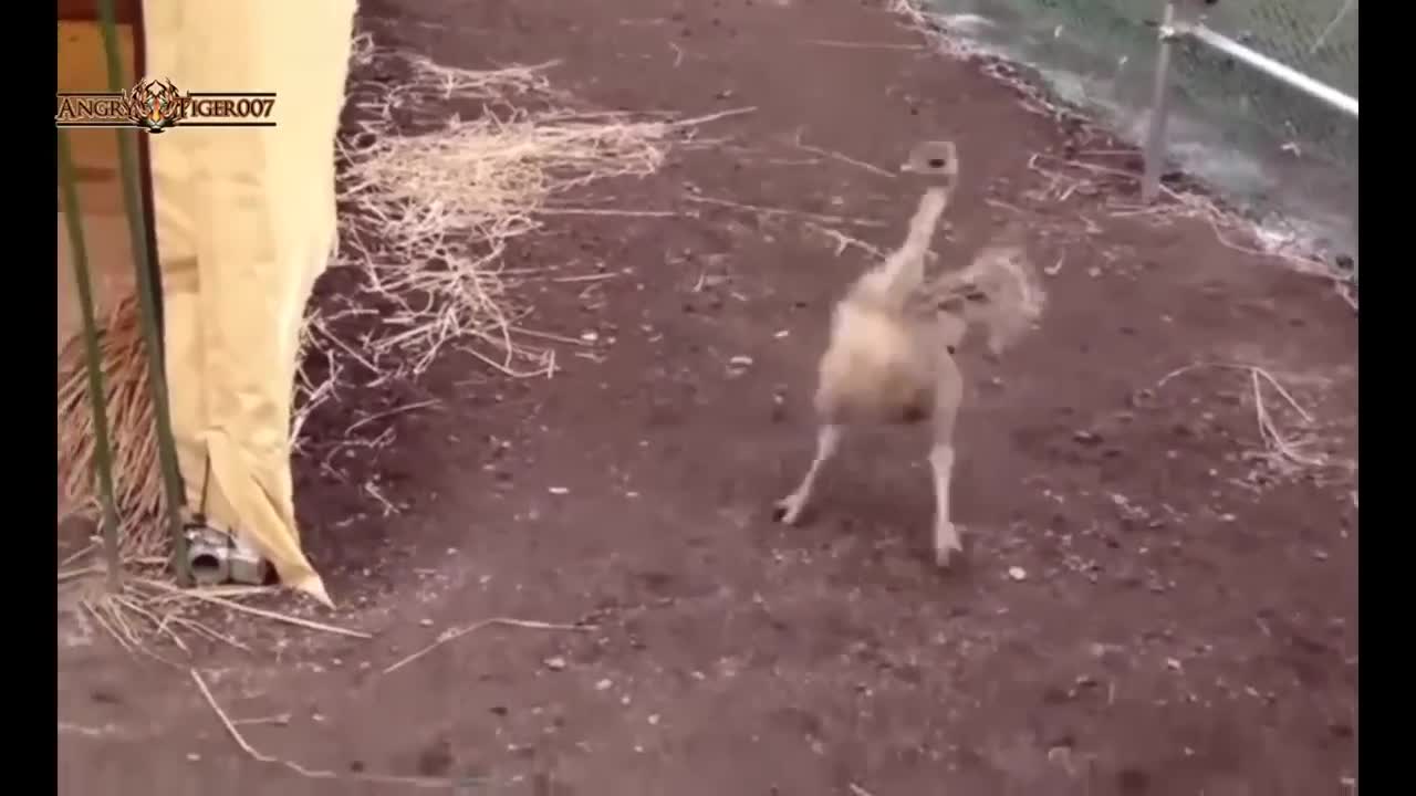 Animals Compilation BEST funny video