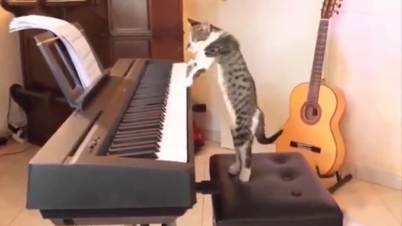 A cat playing piano (funny video)