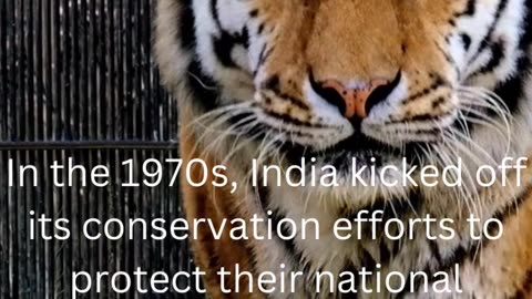 facts about tigers....47/50