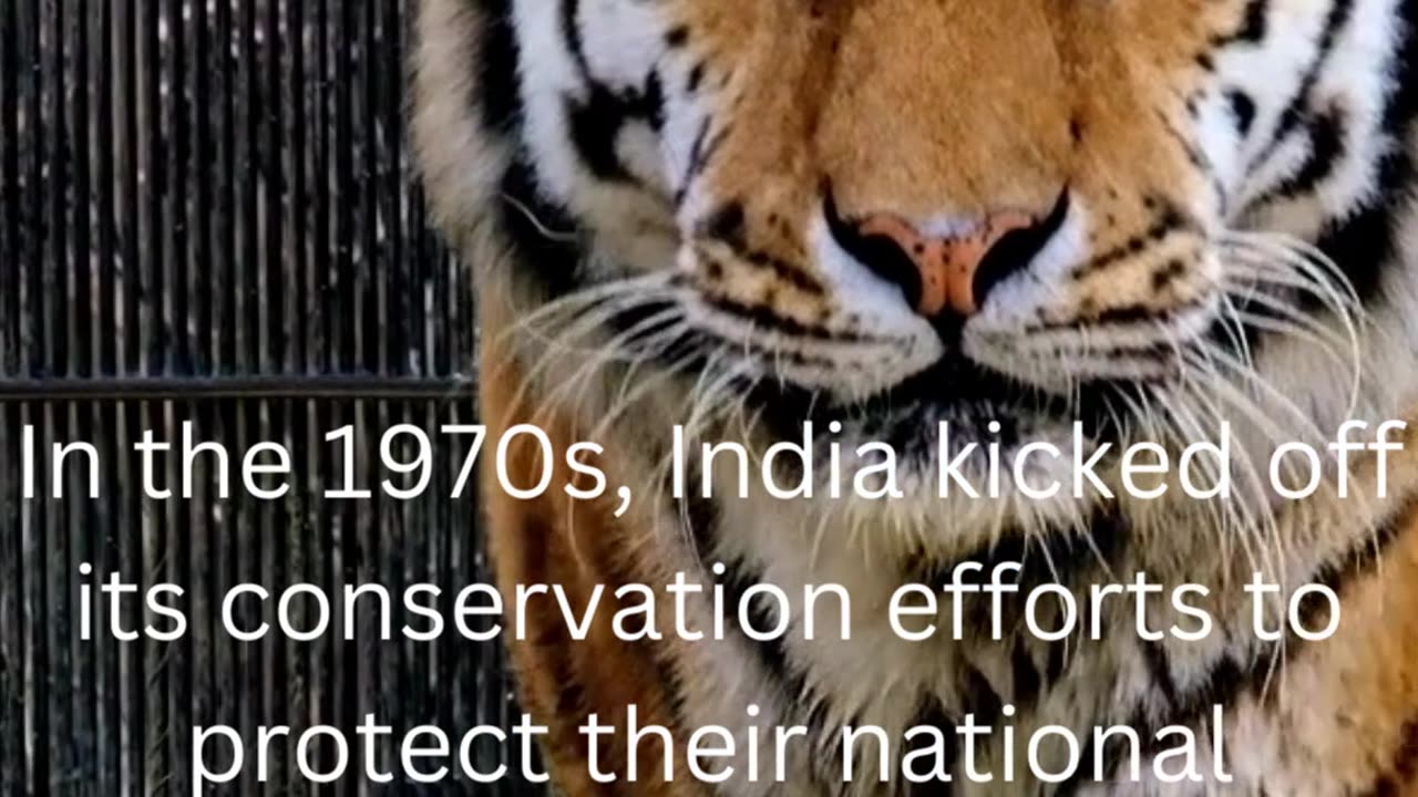 facts about tigers....47/50