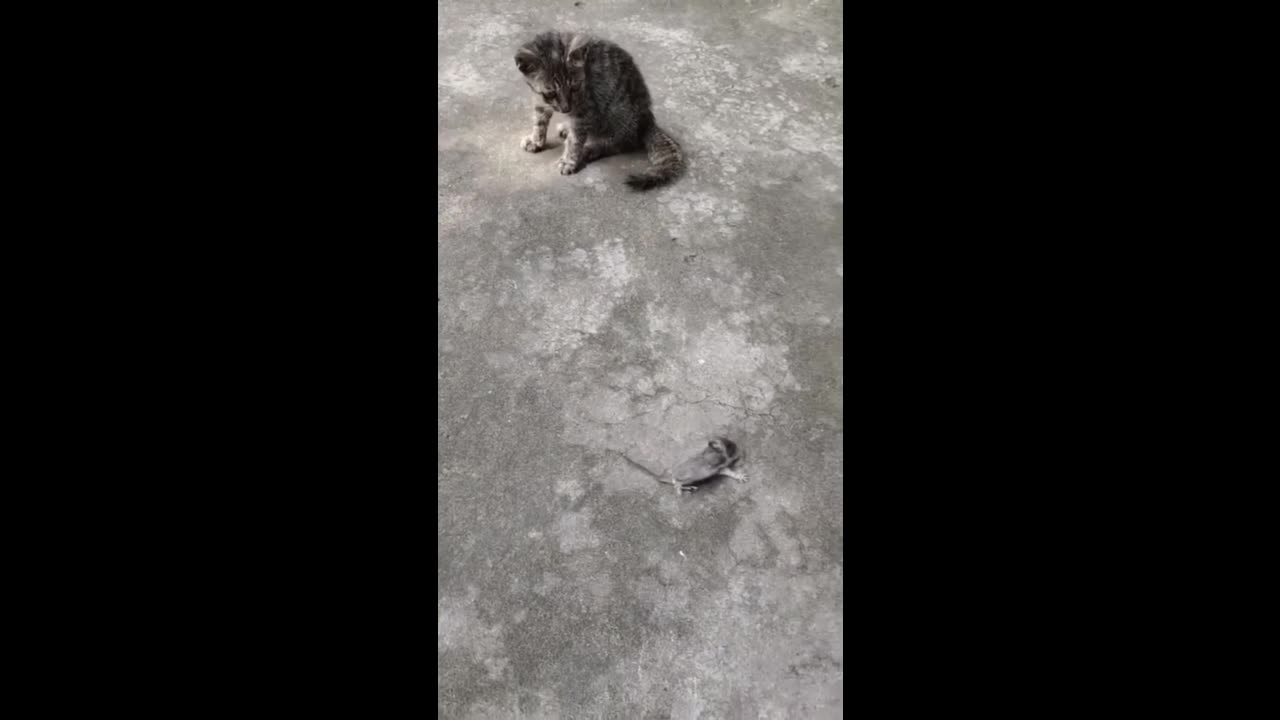 funny animal - hilarious pets that will make you laugh