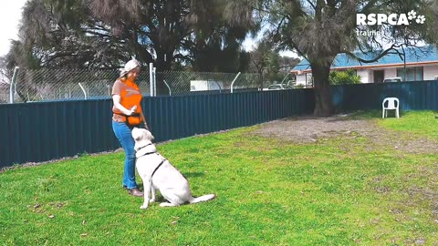 Training a dog to sit