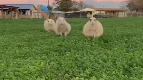 This looks like a Disney movie🎥