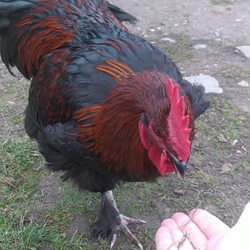 Szafirek cute Rooster 🐓