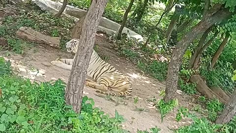 I met a Real Tiger😱😱😱 What will happen next ?