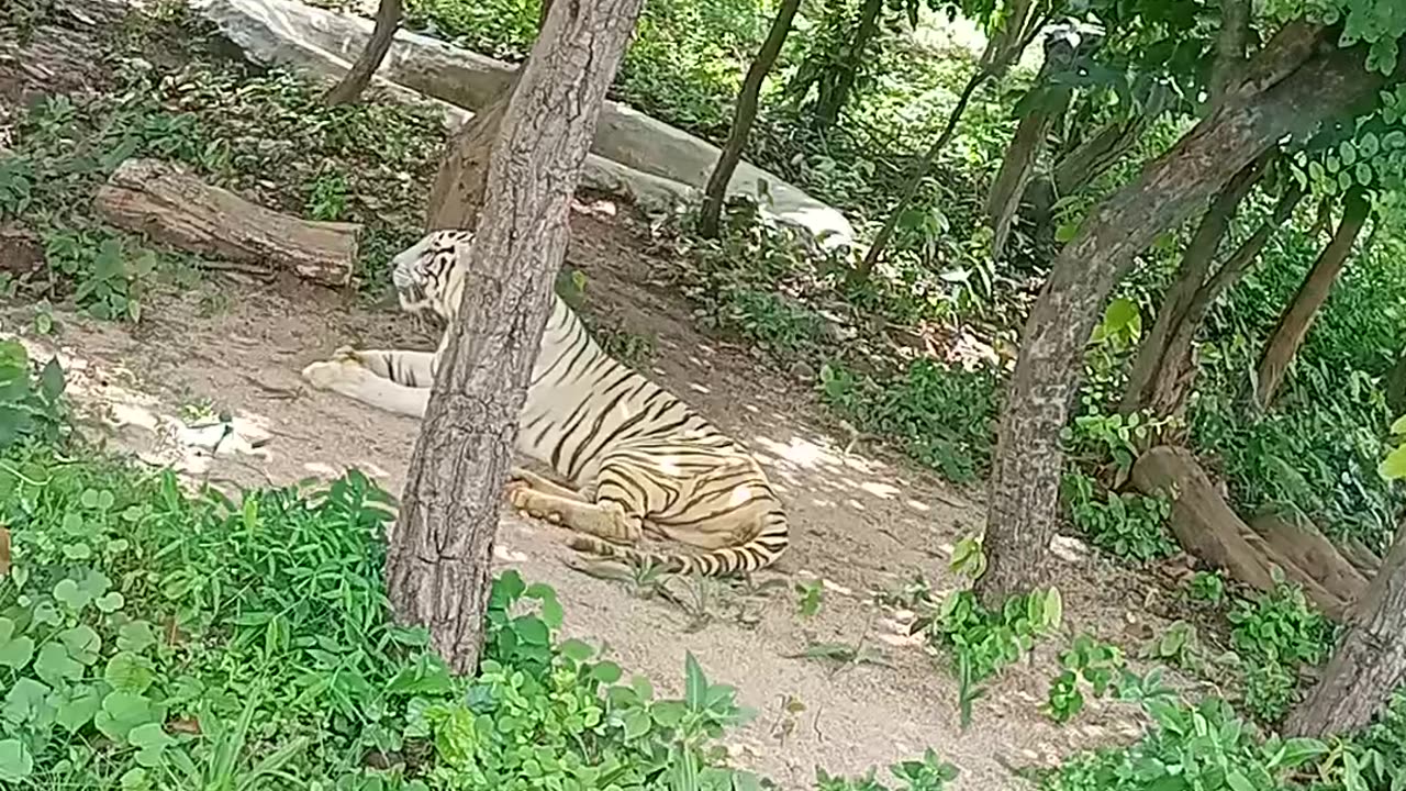 I met a Real Tiger😱😱😱 What will happen next ?