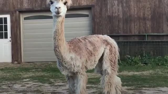 Tiny Alpaca Has A HUGE Personality - CODY _ The Dodo Little But Fierce