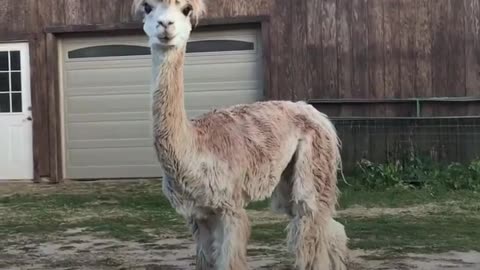 Tiny Alpaca Has A HUGE Personality - CODY _ The Dodo Little But Fierce