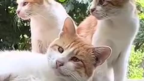 Beautiful cat 🐈 trending video