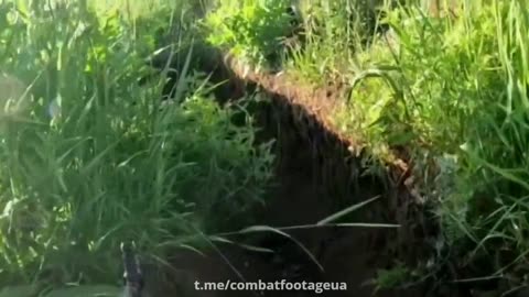 Ukrainians Fighting Through Overgrown Russian Trenches