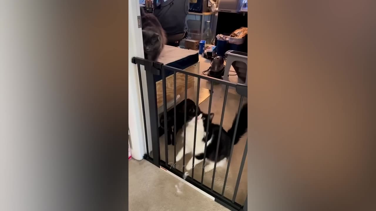 Best Funny Animal Videos Of The 2023 🤣 - Funniest Cats And Dogs Videos 😺😍 (3)