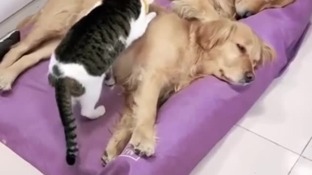 Cute dog and cat