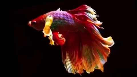 Charming fish like a fairy never seen before #shorts #viral #shortsvideo #video