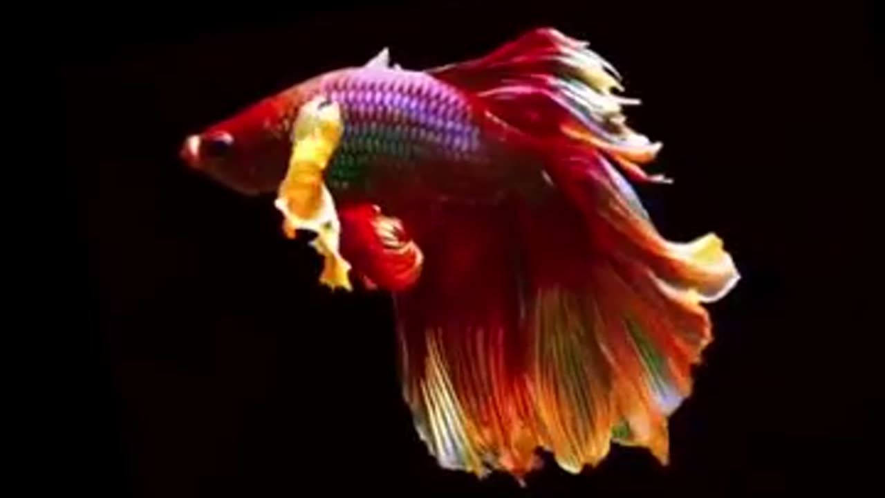 Charming fish like a fairy never seen before #shorts #viral #shortsvideo #video