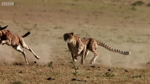 Cheetah chases wildebeast / The hunt 😼