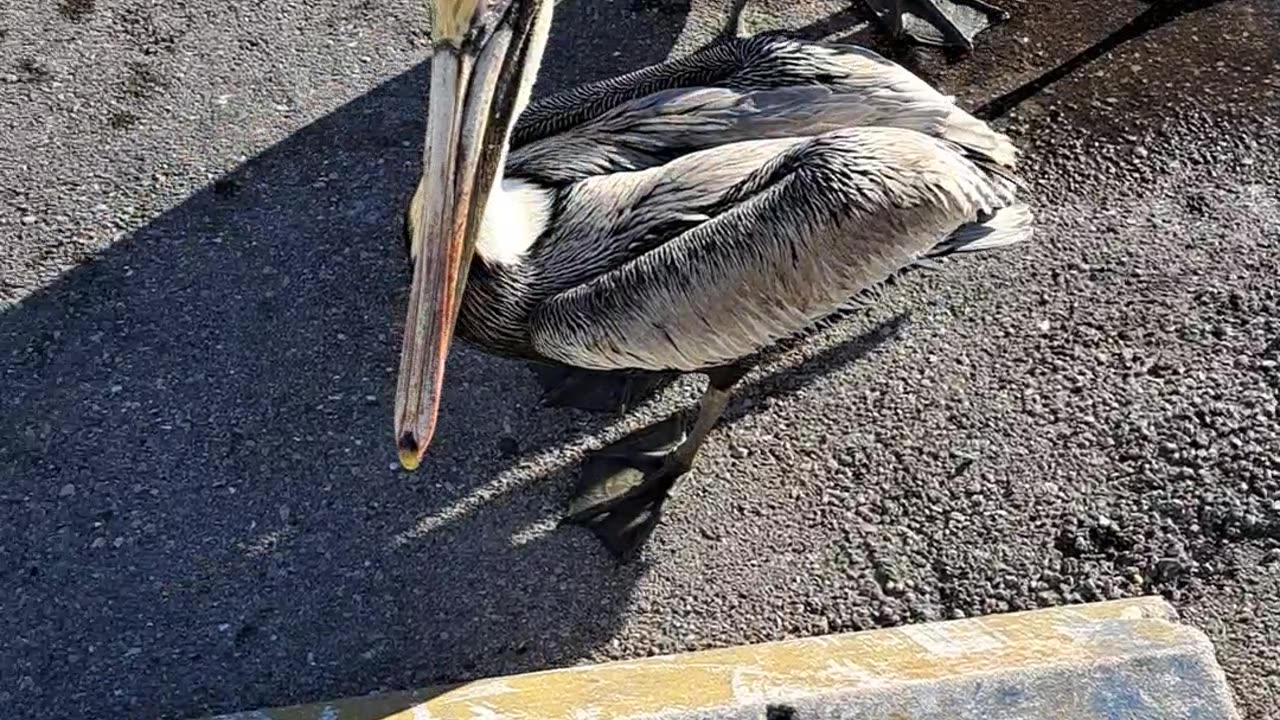 Pelicans are such a strange but beautiful bird. Marco Is, Fl 1/20/24