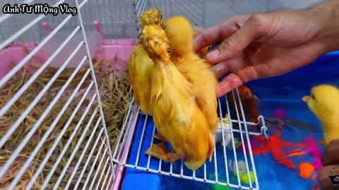 Baby Ducks are playing in Tub Water