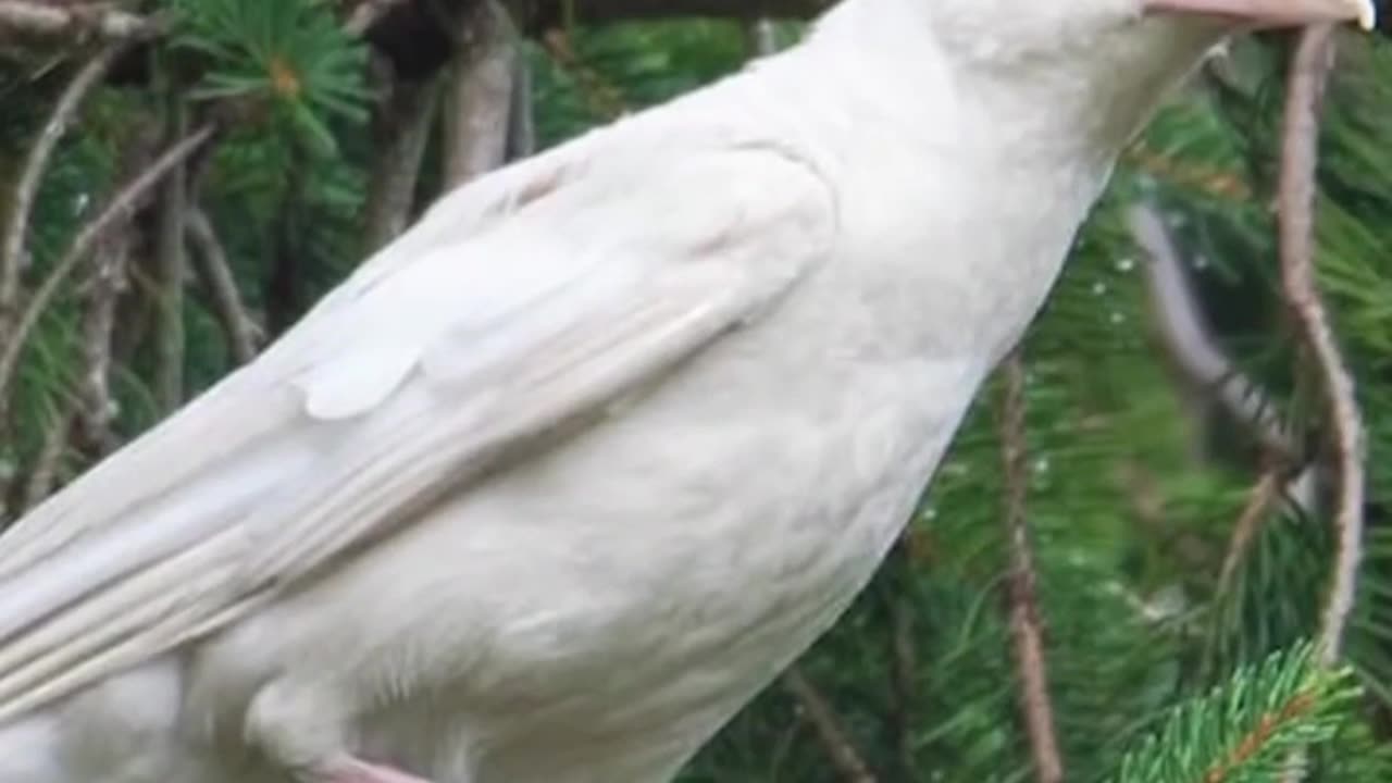 Most rare animals / white crow/?