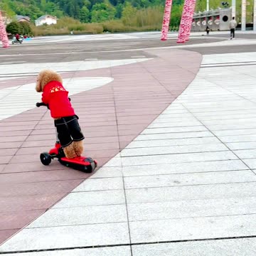 Little brown dog running scooty