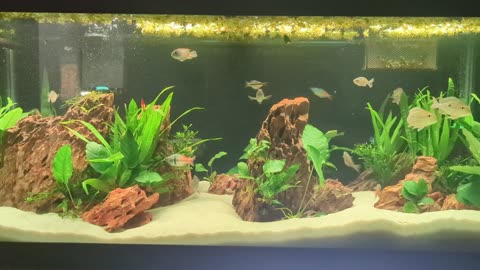 My aquarium test video 1