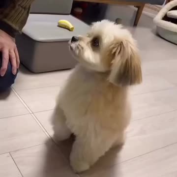 Cat and Dog Lover Funny