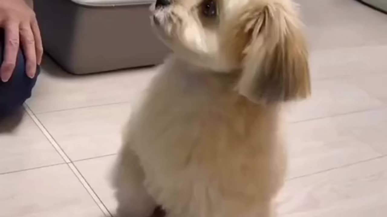 Cat and Dog Lover Funny