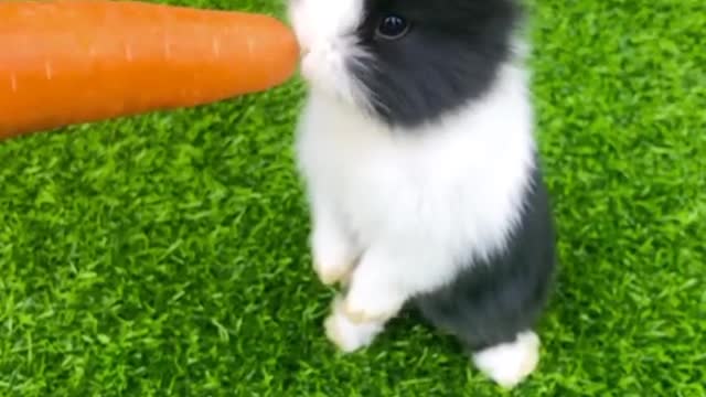 Carrots go well with bunnies