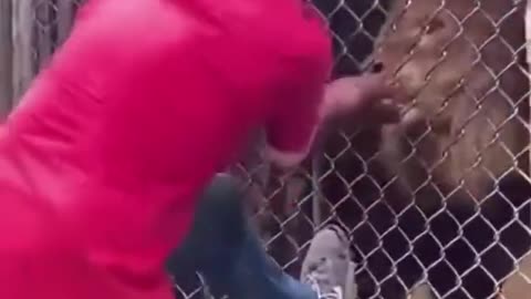 Lion eats mans finger