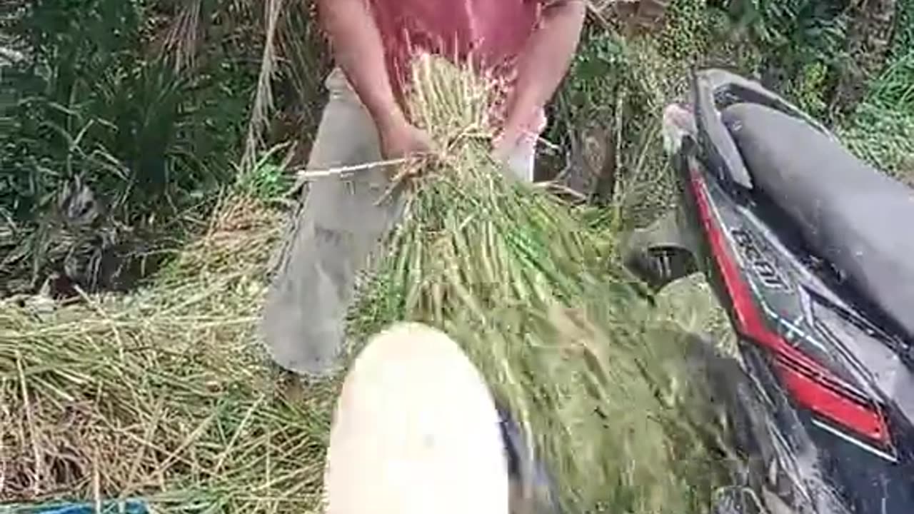 smart farmer