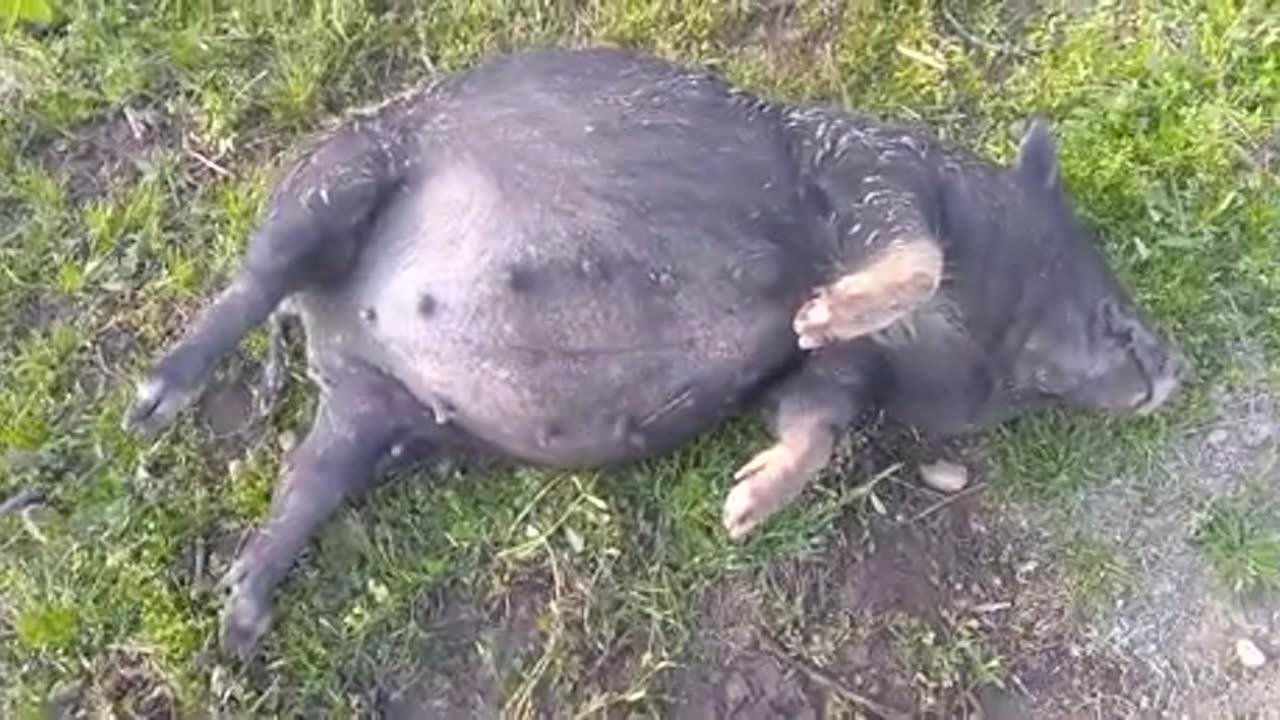 Drunk pig