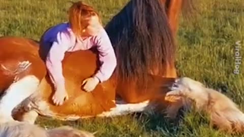 funny horse videos