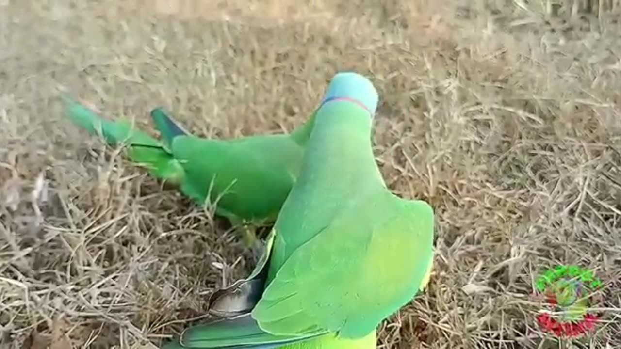 Ringneck parrots video